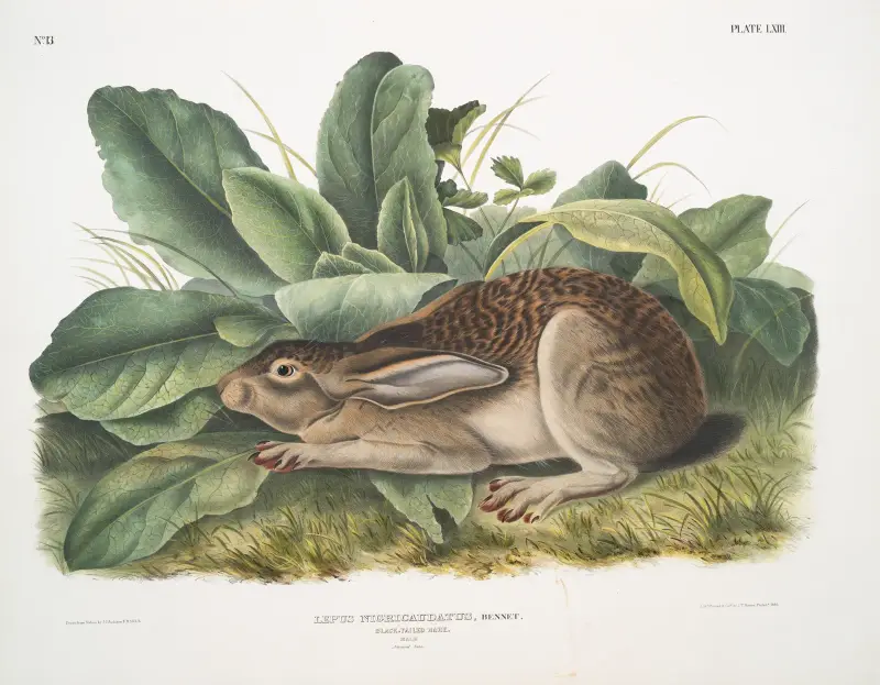 Lepus negricaudatus, Black-tailed Hare. Male. Natural size. av John Woodhouse Audubon