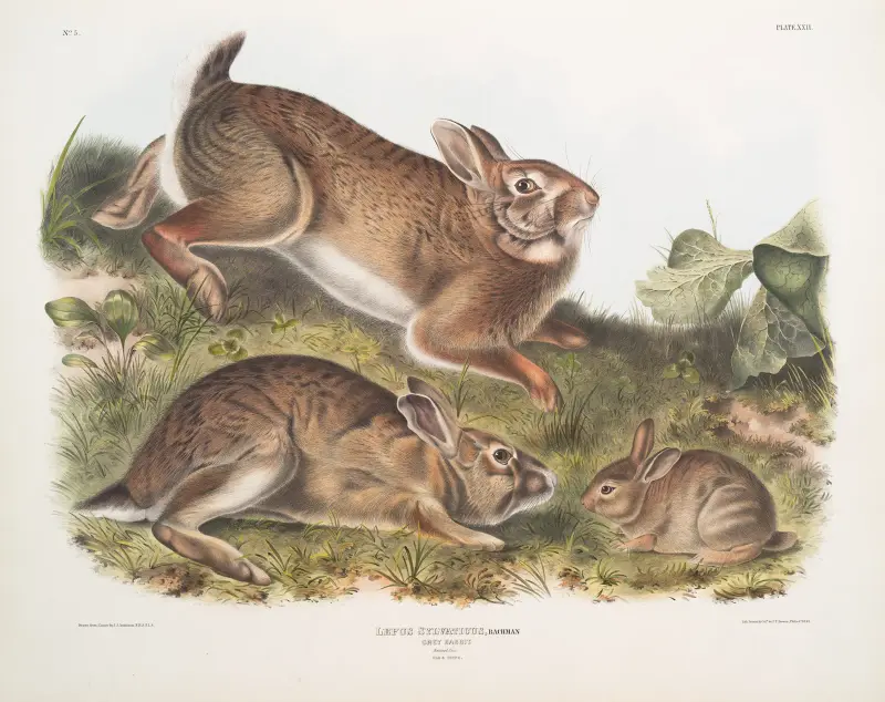 Lepus Sylvaticus, grå hare. Naturlig storlek. Gammal och ung. av John Woodhouse Audubon