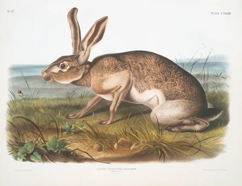 Lepus Texianus, Zając teksański. Samiec. Naturalnej wielkości, John Woodhouse Audubon