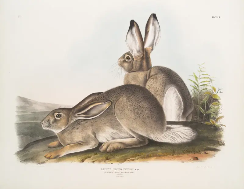 Lepus Townsendii, Townsends klippharre. Naturlig storlek. Hane och hona. av John Woodhouse Audubon
