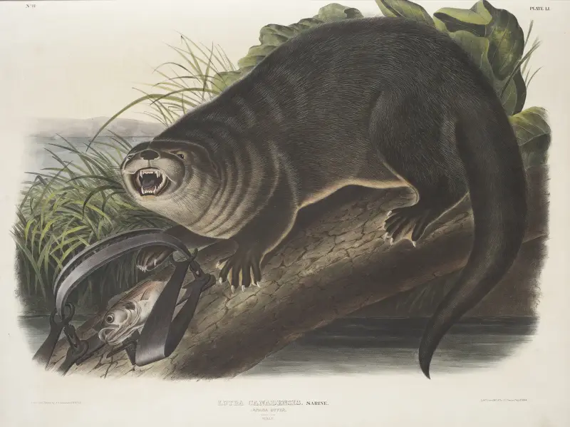 Lutra Canadensis, Canada Otter. Natural size. Male. av John Woodhouse Audubon