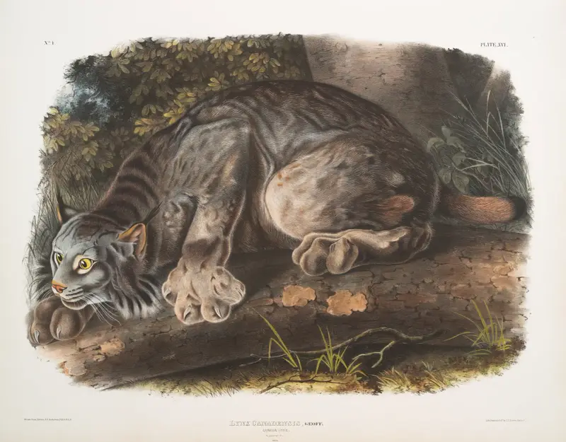 Lynx canadensis, kanadensiskt lodjur. Hane. av John Woodhouse Audubon