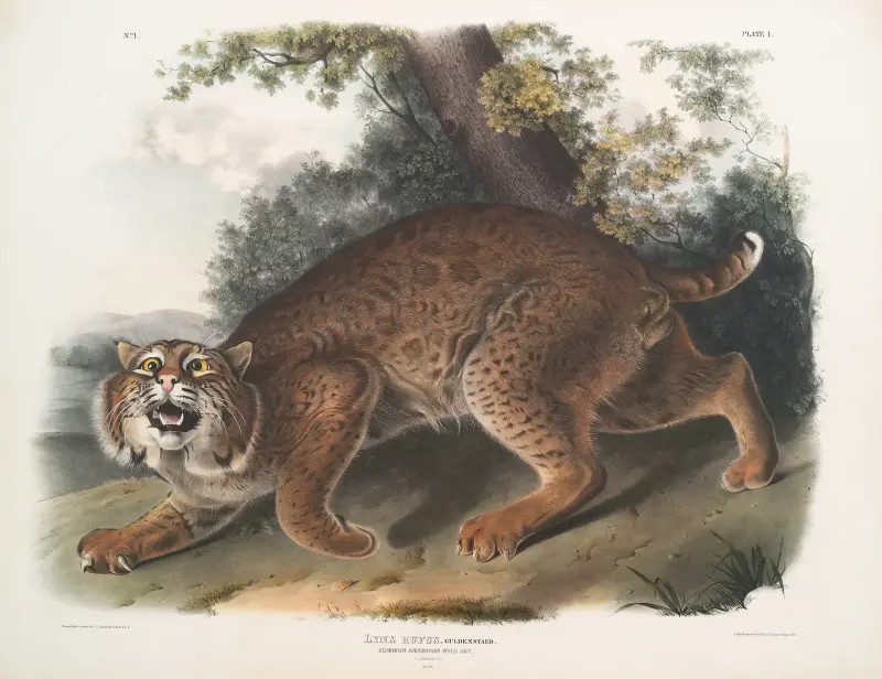 Lynx rufus, nordamerikansk vildkatt av John Woodhouse Audubon