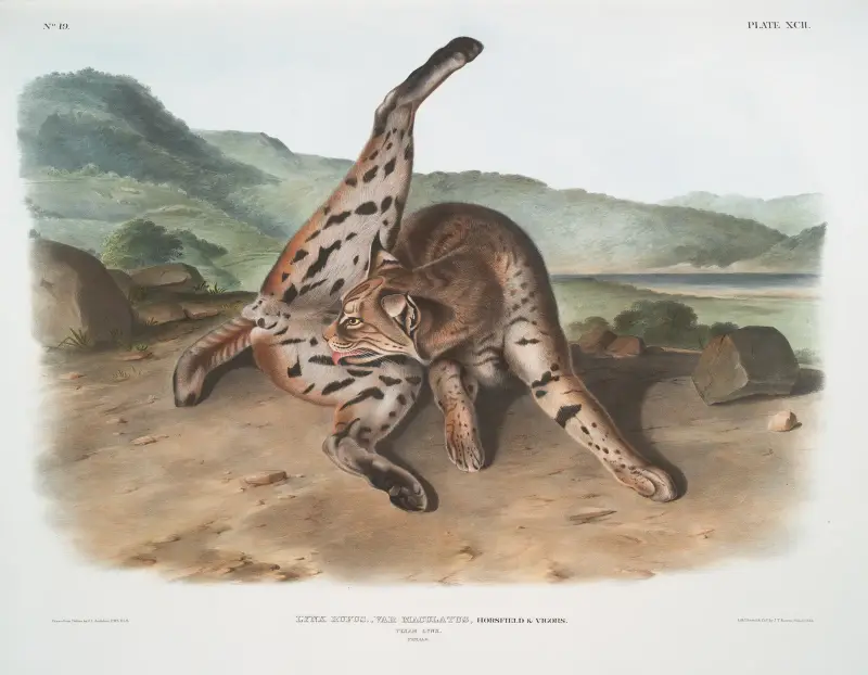 Lynx rufus, var. maculatus, Texan Lynx. (Female.) av John Woodhouse Audubon