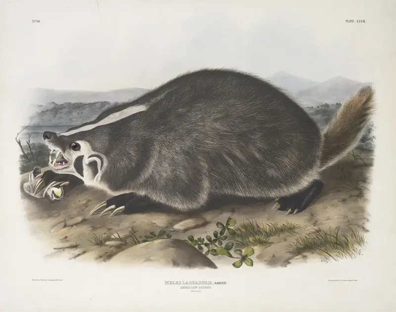 Amerikansk grävling i naturlig storlek av John Woodhouse Audubon