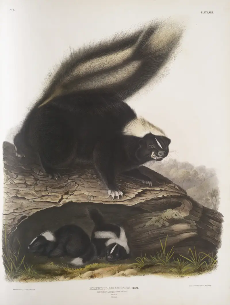 Mephitis Americana, vanlig amerikansk skunk. Naturlig storlek. Hona. av John Woodhouse Audubon