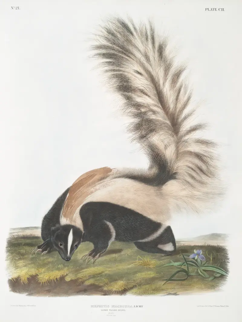 Stor svansskunk, hane, i naturlig storlek av John Woodhouse Audubon