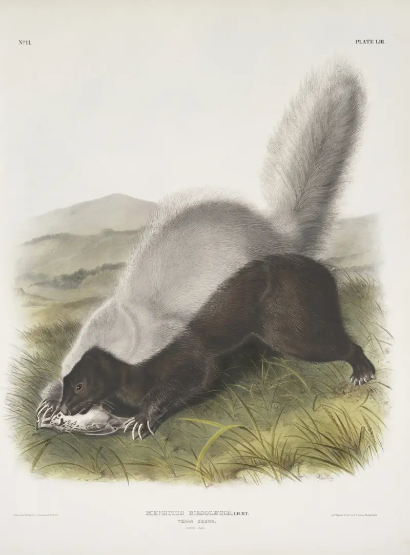 Mephitis mesoleuca, texas-skunk. Naturlig storlek. av John Woodhouse Audubon