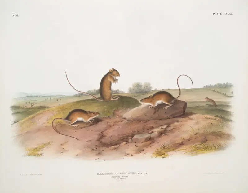 Meriones Americanus, Jumping Mouse. (Male & female. Natural size.) av John Woodhouse Audubon