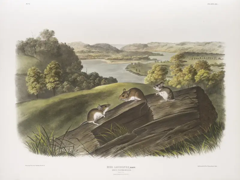 Vitfotad mus, naturlig storlek. Hane, hona och unge av John Woodhouse Audubon