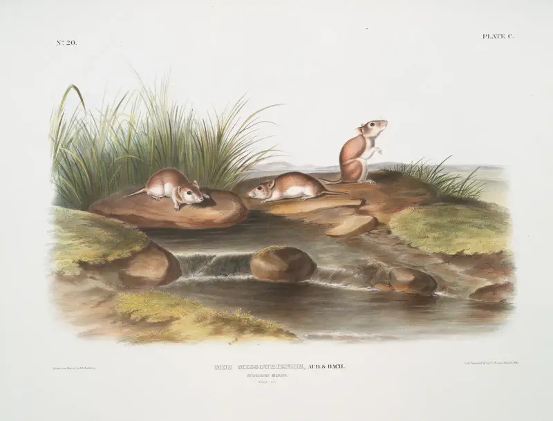 Mus missouriensis, Missouri Mouse. Natural size. av John Woodhouse Audubon
