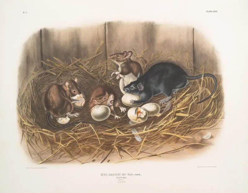 Svartråtta (Mus Rattus et var., Black Rat. Natural size. Old & young.) av John Woodhouse Audubon
