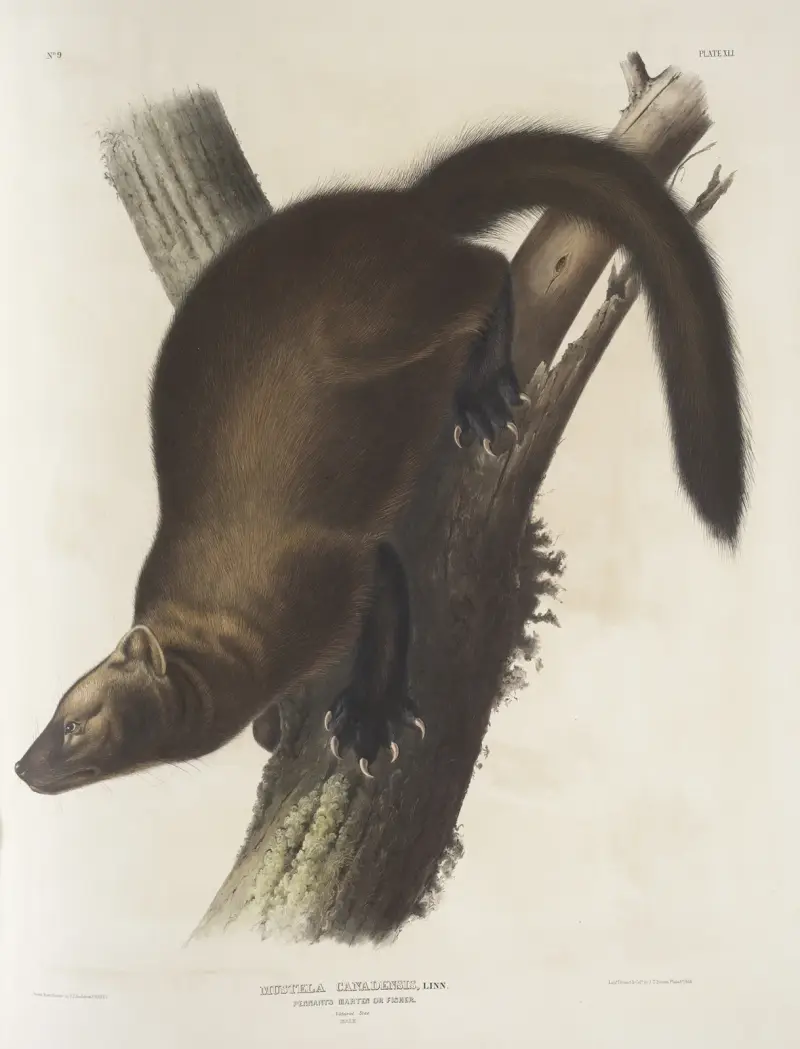 Mustela Canadensis, kuna Pennanta, czyli rybak. Naturalnej wielkości. Samiec., John Woodhouse Audubon