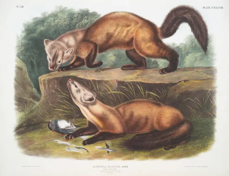 Mustela martes, Pine Marten. Male & female. Winter pelage. Natural size. av John Woodhouse Audubon