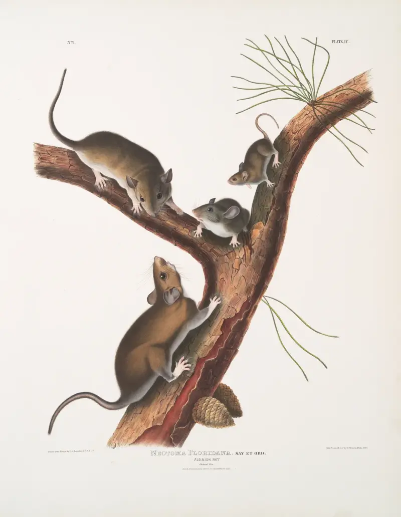 Neotoma Floridana, Szczur florydzki. Naturalnej wielkości. Samiec, samica i młode w różnym wieku, John Woodhouse Audubon