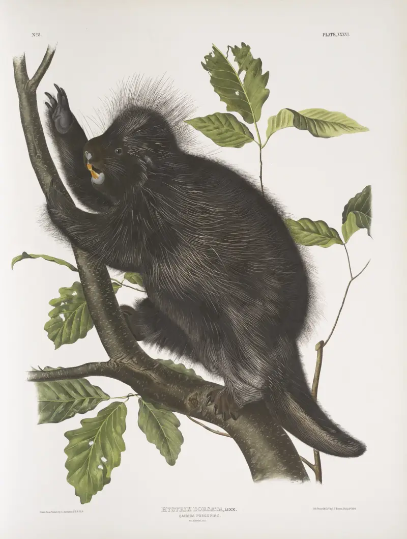 Nystrix dorsata, Canada Porcupine av John Woodhouse Audubon