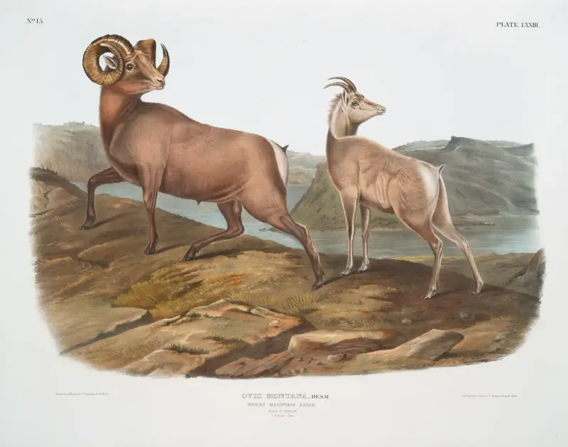 Ovis montana, Rocky Mountain Sheep. Male & female. av John Woodhouse Audubon