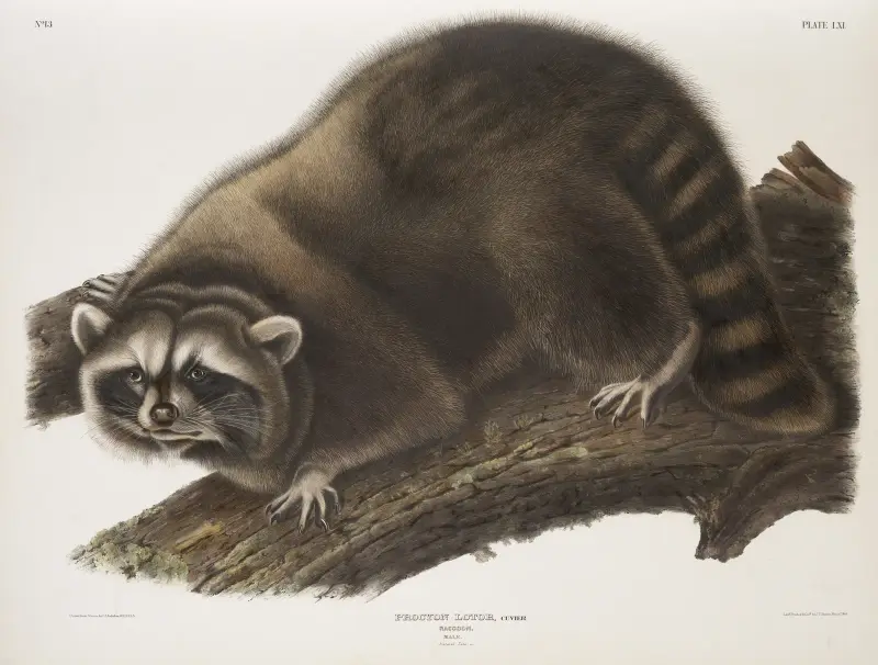 Procyon lotor, Raccoon. (Male. Natural size.) av John Woodhouse Audubon