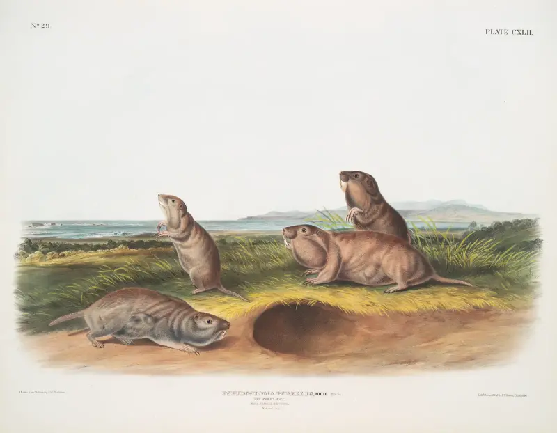Pseudostoma borealis, kamaspålsråttan. Hane, hona och unge i naturlig storlek. av John Woodhouse Audubon