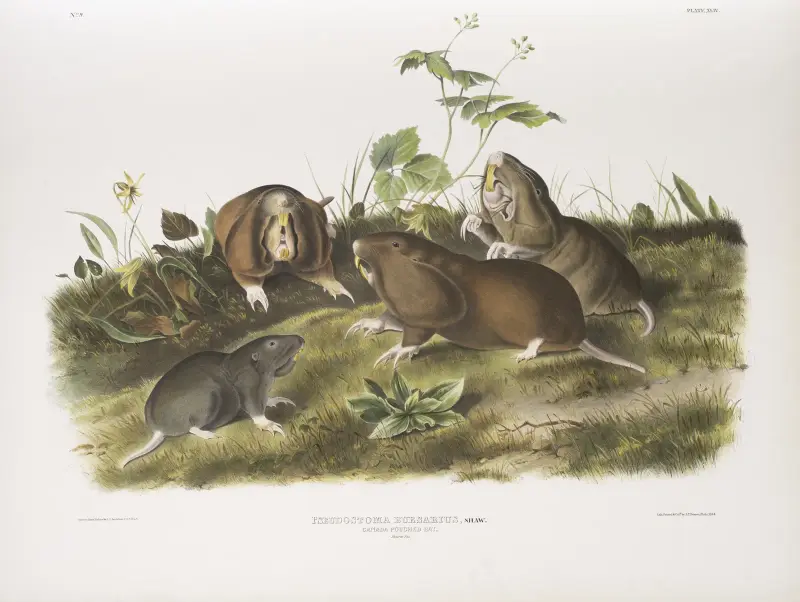Pseudostoma bursarius, Kanadensisk kindpåsråtta. Naturlig storlek. av John Woodhouse Audubon