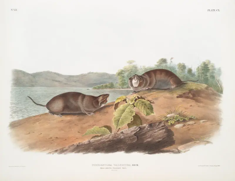 Pseudostoma talpoides, Maulwurfähnliche Beutelratte. Natürliche Größe. von John Woodhouse Audubon