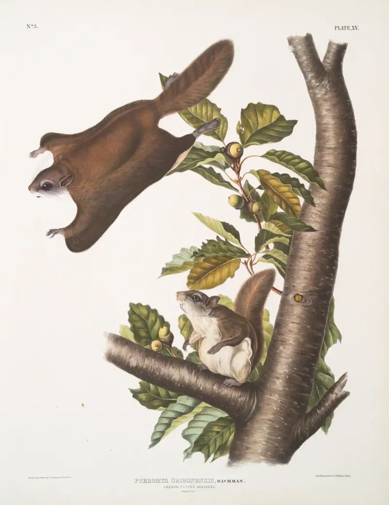 Pteromys Origonensis, Oregon Flying Squirrel. Natural size. av John Woodhouse Audubon
