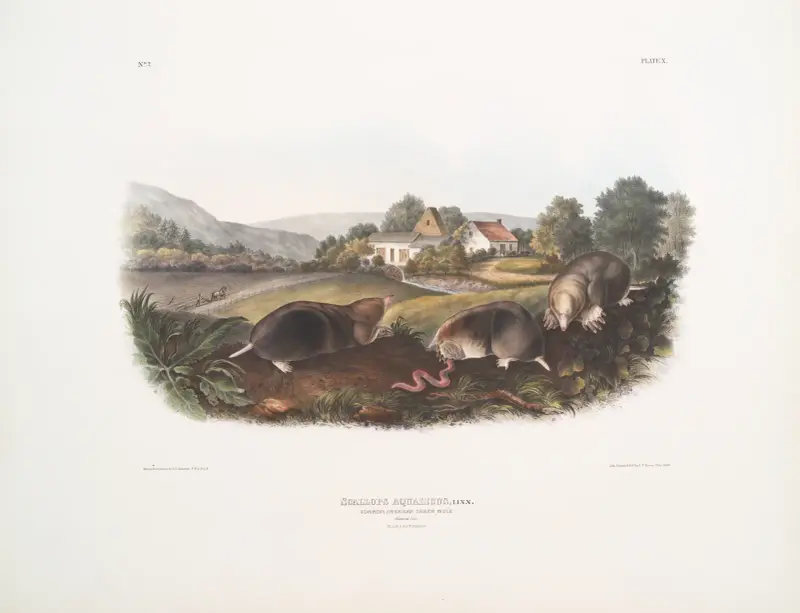 Kammussla aquaticus, vanlig amerikansk näbbmus. Naturlig storlek. Hane och hona. av John Woodhouse Audubon