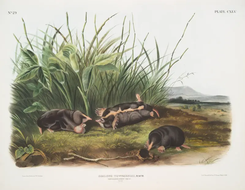 Scalops Townsendii, Townsends mullvadssork. Hanar. Naturlig storlek. av John Woodhouse Audubon
