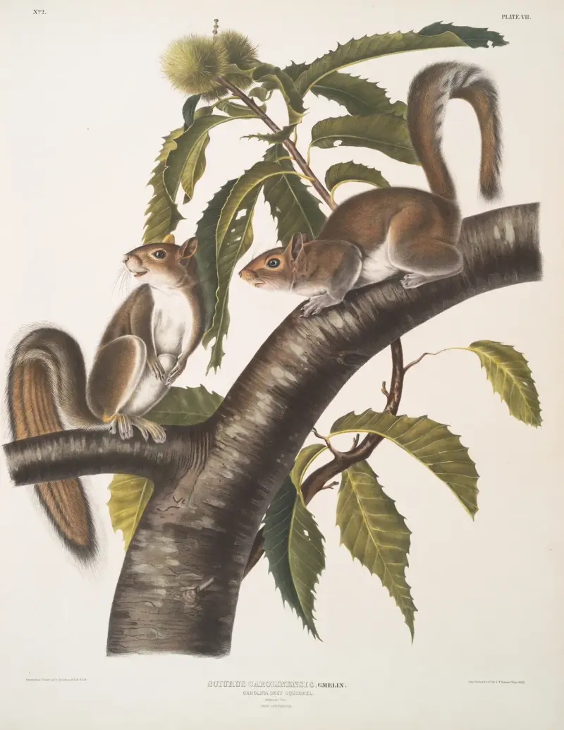 Sciurus Carolinensis, Carolinsk gråekorre. Naturlig storlek. Hane och hona. av John Woodhouse Audubon