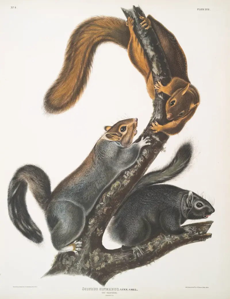 Grå ekorre, kattekorre. Naturlig storlek av John Woodhouse Audubon