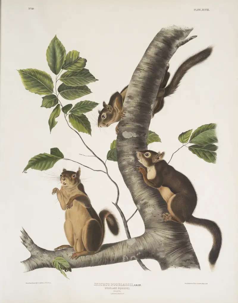 Sciurus Douglassii, Douglass’s Squirrel. Natural size. 1. Male, 2, Female. av John Woodhouse Audubon