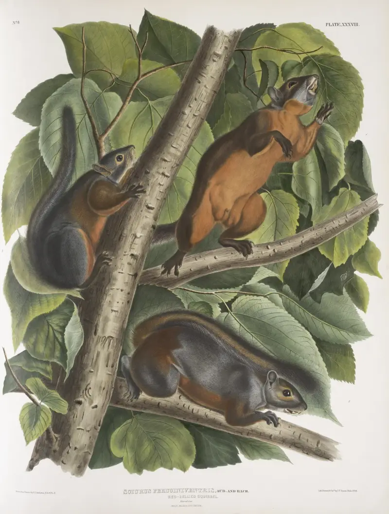 Sciurus feruginiventris, rödbukad ekorre. Naturlig storlek. Hane, hona och unge. av John Woodhouse Audubon