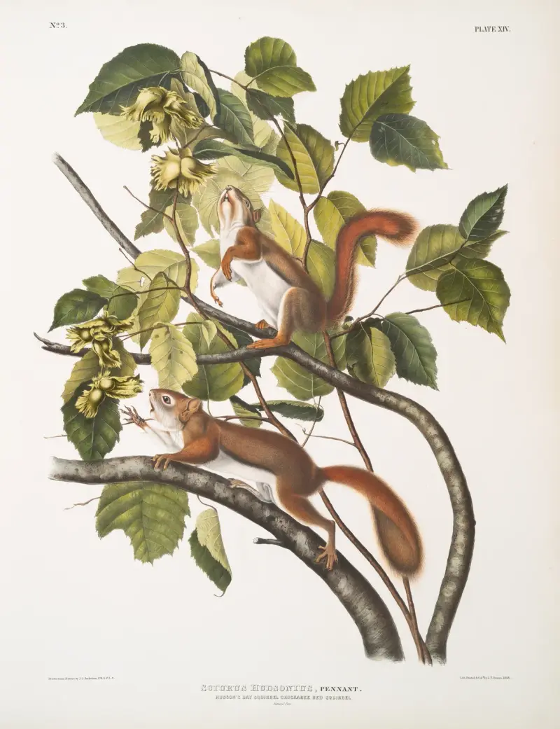 Sciurus Hudsonius – Hudson Bay-ekorre (Chickaree) av John Woodhouse Audubon