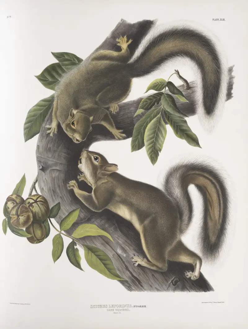 Sciurus leporinus, Harscience (naturlig storlek) av John Woodhouse Audubon