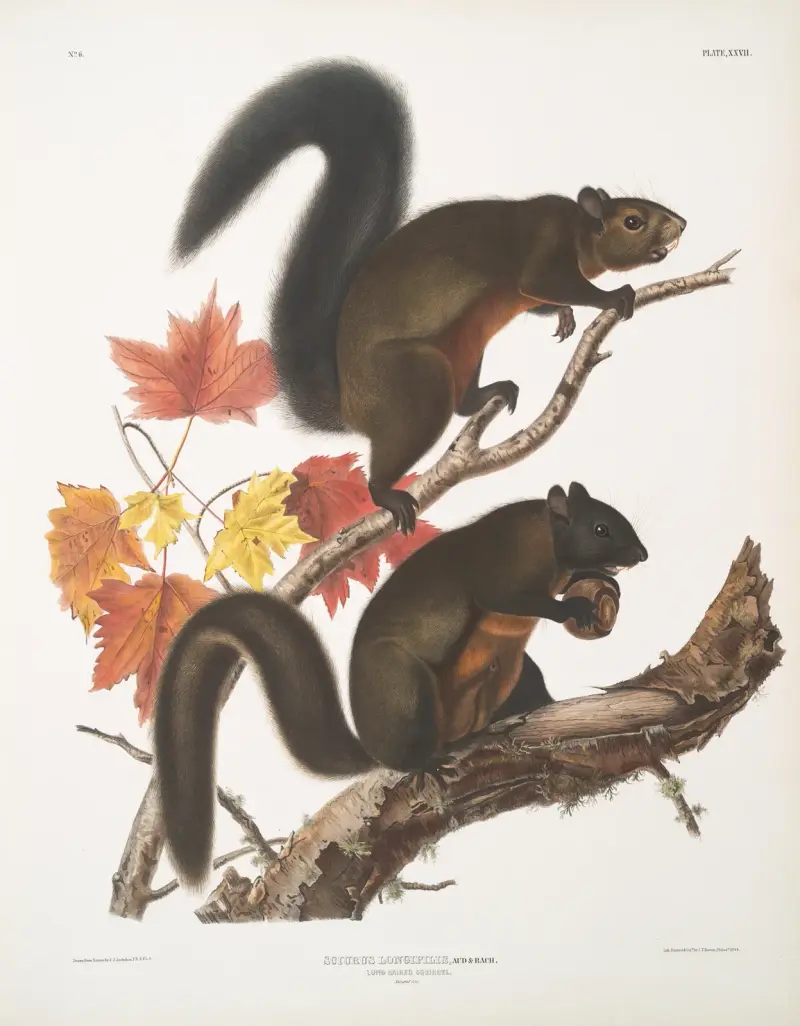 Sciurus longipilis, långhårig ekorre. Naturlig storlek. av John Woodhouse Audubon