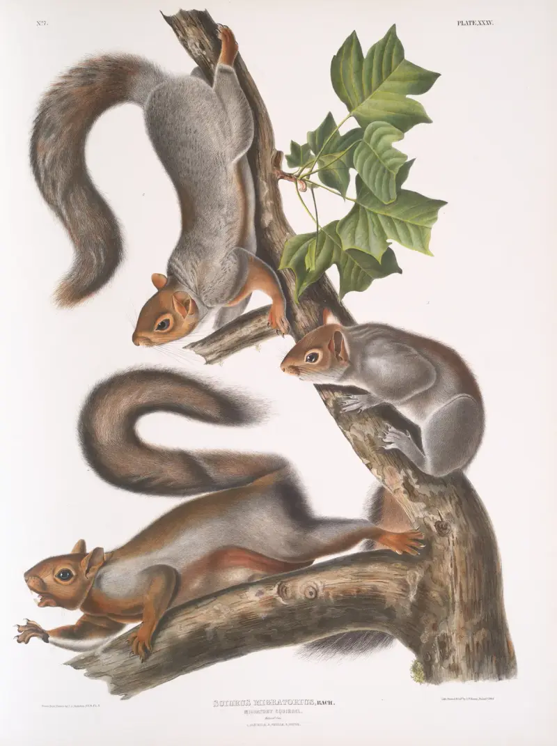 Sciurus migratorius – flyttande ekorre i naturlig storlek: 1. gammal hane, 2. hona, 3. unge av John Woodhouse Audubon