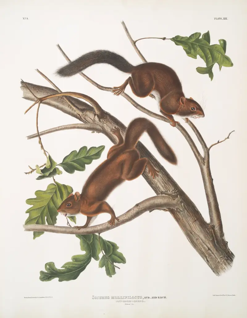 Sciurus mollipilosus, mjukhårig ekorre. Naturlig storlek. av John Woodhouse Audubon