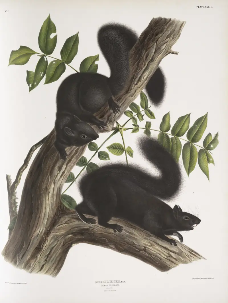 Svart ekorre i naturlig storlek av John Woodhouse Audubon