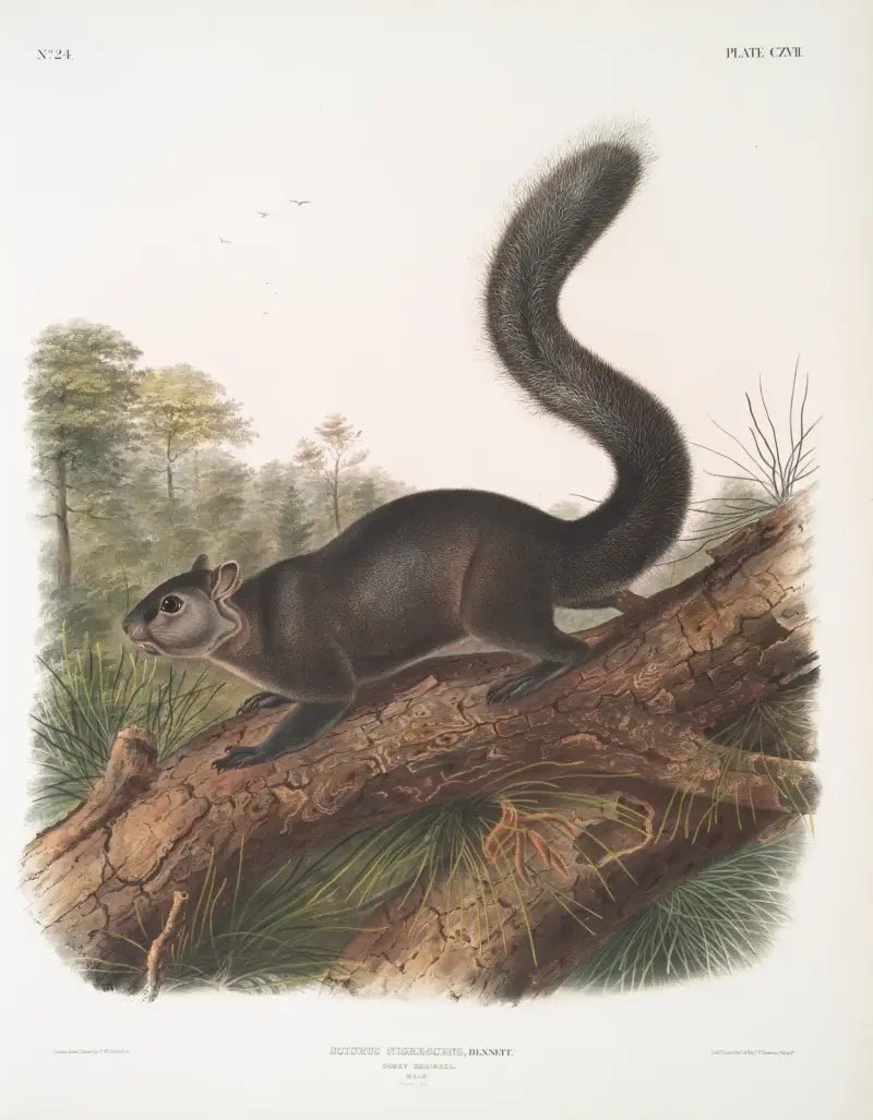 Sciurus nigrenscens, mörk ekorre. Hane. Naturlig storlek. av John Woodhouse Audubon