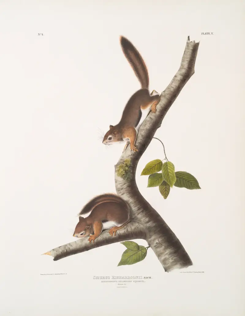 Sciurus Richardsonii, Richardsons columbiska ekorre. Naturlig storlek. Hane & hona. av John Woodhouse Audubon