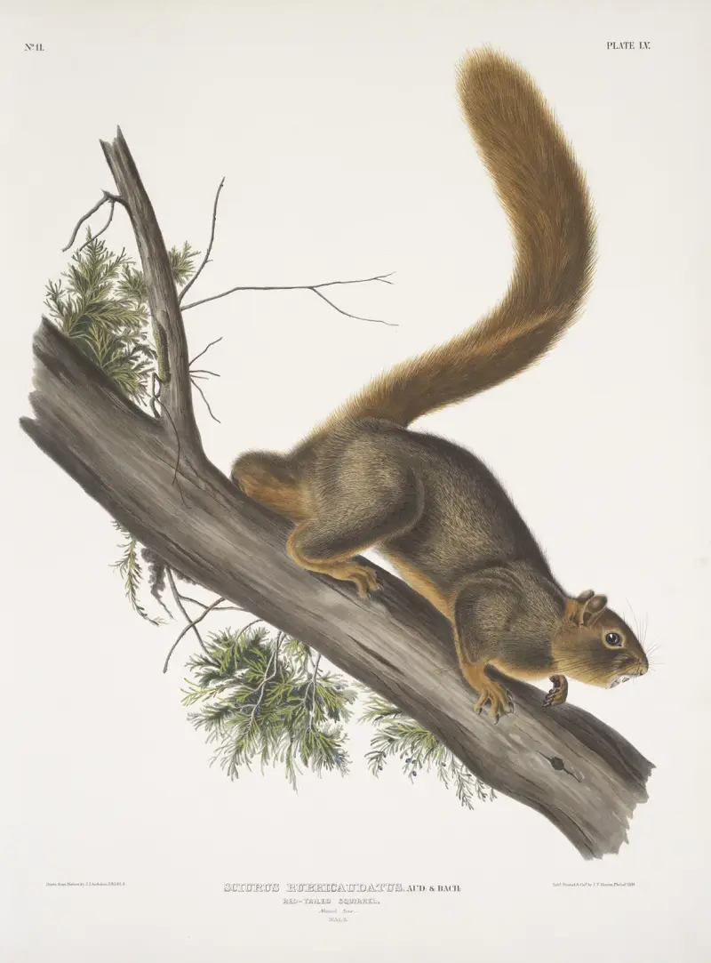 Rödsvansad ekorre, naturlig storlek. Hane. av John Woodhouse Audubon