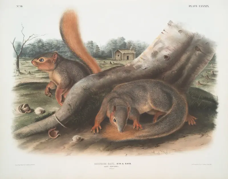 Sciurus Sayi, Says ekorre (naturlig storlek) av John Woodhouse Audubon