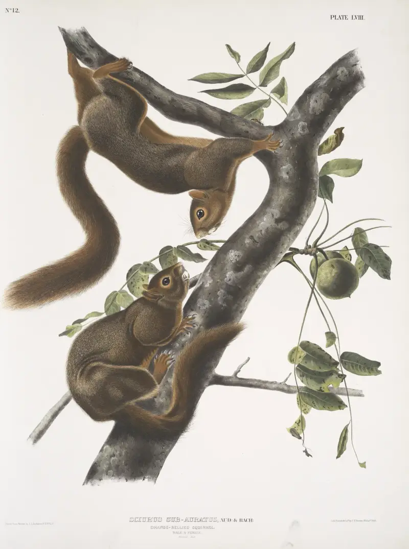 Sciurus sub-auratus, orangebukad ekorre. Hane och hona. Naturlig storlek. av John Woodhouse Audubon