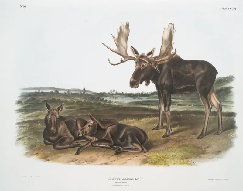 Älg, gammal hane och ungdjur av John Woodhouse Audubon
