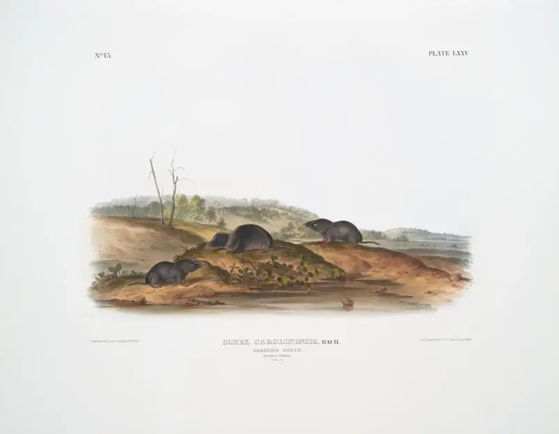 Sorex Carolinensis, Carolina Shrew. Males & female. Natural size. av John Woodhouse Audubon