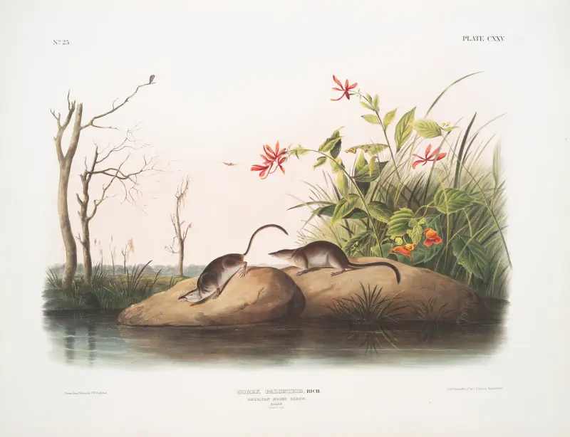 Sorex palustris, American Marsh Shrew. Males. Natural size. av John Woodhouse Audubon