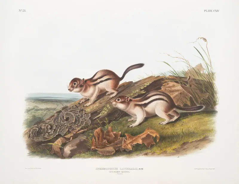 Spermophilus lateralis, Says Murmeltierhörnchen. In natürlicher Größe. von John Woodhouse Audubon