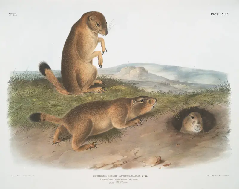 Spermophilus ludovicianus, Präriehund – Präriemurmeltier-Eichhörnchen in natürlicher Größe. 1. Männchen, 2. Weibchen, 3. Junges. von John Woodhouse Audubon