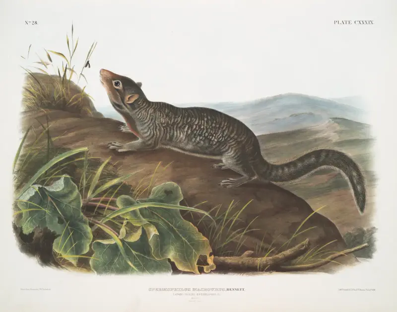 Spermophilus macrourus, långhalad spermofil. Hane. Naturlig storlek. av John Woodhouse Audubon