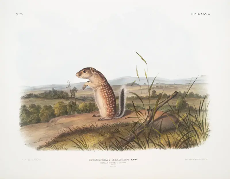 Spermophilus Mexicanus, wiewiórka meksykańska. Samiec. Naturalna wielkość., John Woodhouse Audubon